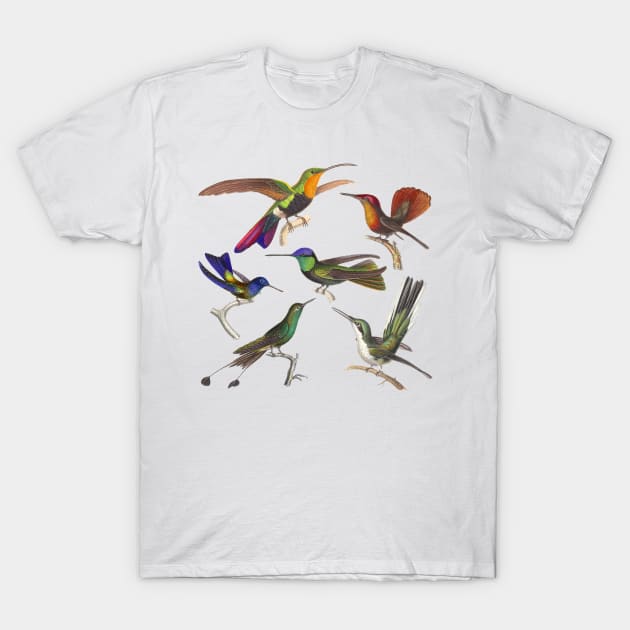 Six Hummingbird Species T-Shirt by AntiqueImages